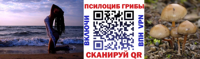 Псилоцибиновые грибы Psilocybe  Мыски 